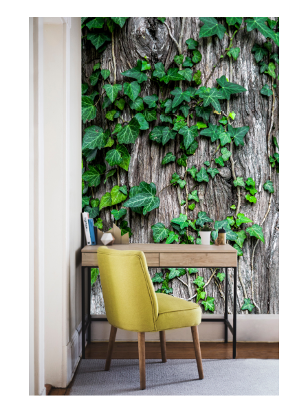Rinde mit Efeu - Fototapete - Fototapete in individueller Größe