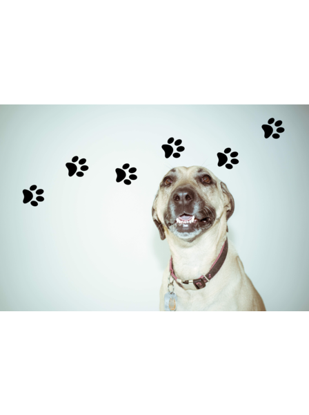 Pfotenspur - Wandtattoo in Wunschfarbe & individueller Größe